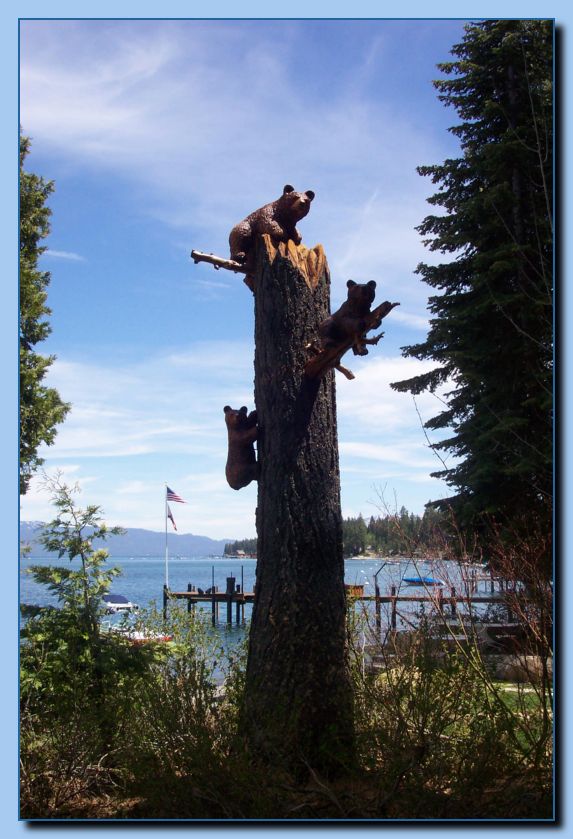 2-39 bears attached to tree-archive